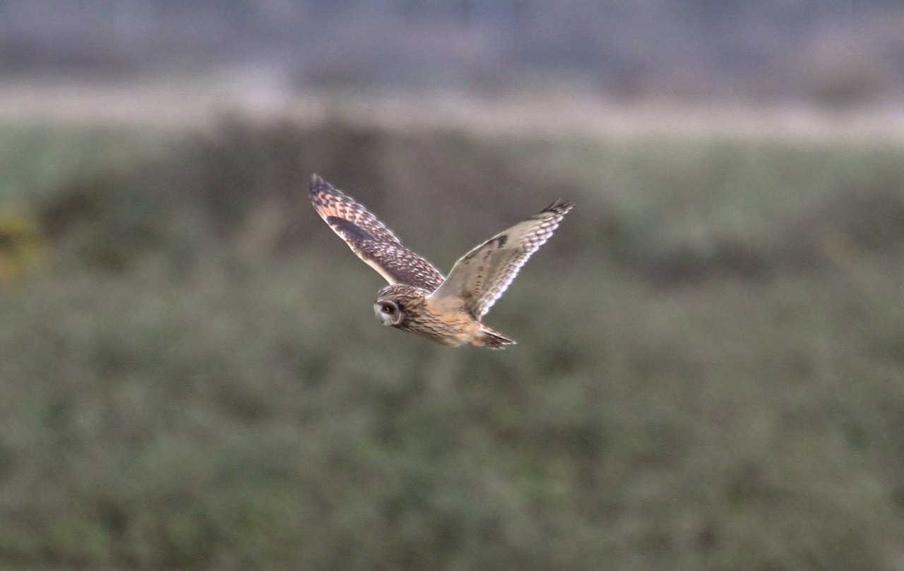 Short-eared owl at Farlington. Bird ringing recoveries suggest that a proportion of the birds seen on the east coast in autumn originate from Scandinavia, with some remaining for the winter.