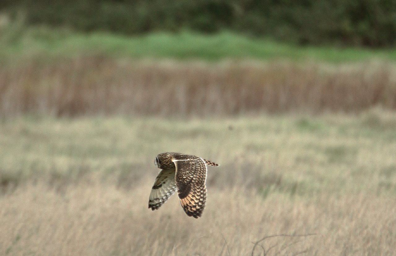 Short-eared owl at Farlington. Ringed birds have been discovered coming from as far away as Russia.