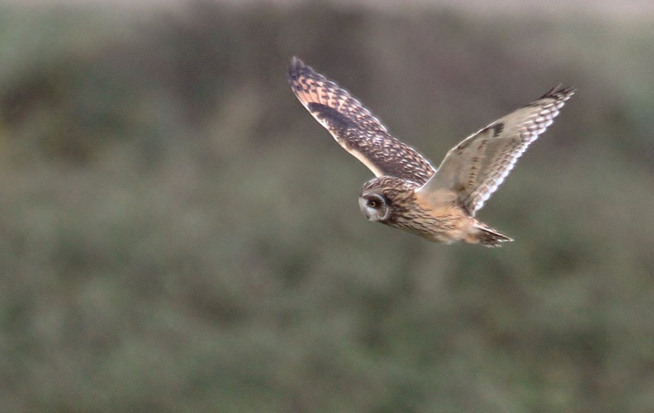 Short-eared owls are best looked for in winter on coastal marshes and wetlands.