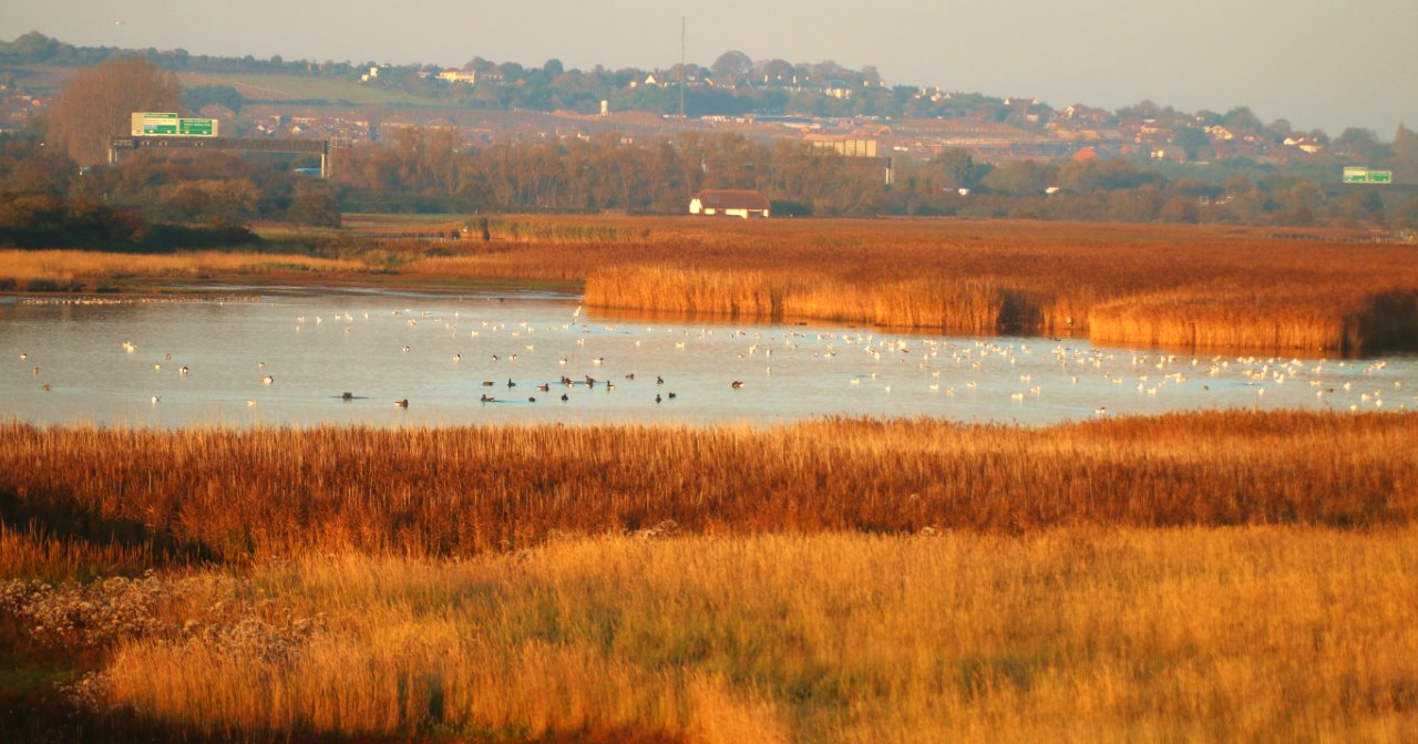 Viewing across the reedbeds at Farlington.