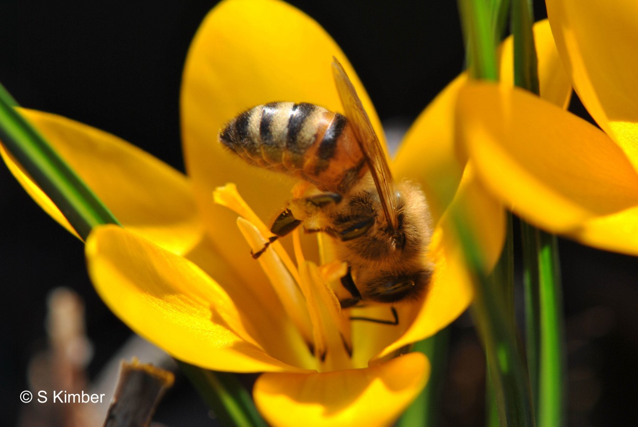 Bee on a crocus (February 2011).