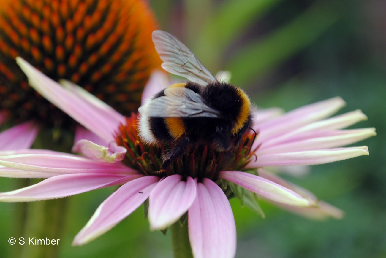 A bumble bee gets busy on an echinacea.