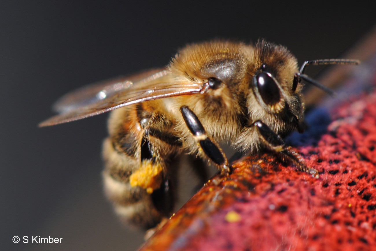Close up of a worker bee (April 2012).