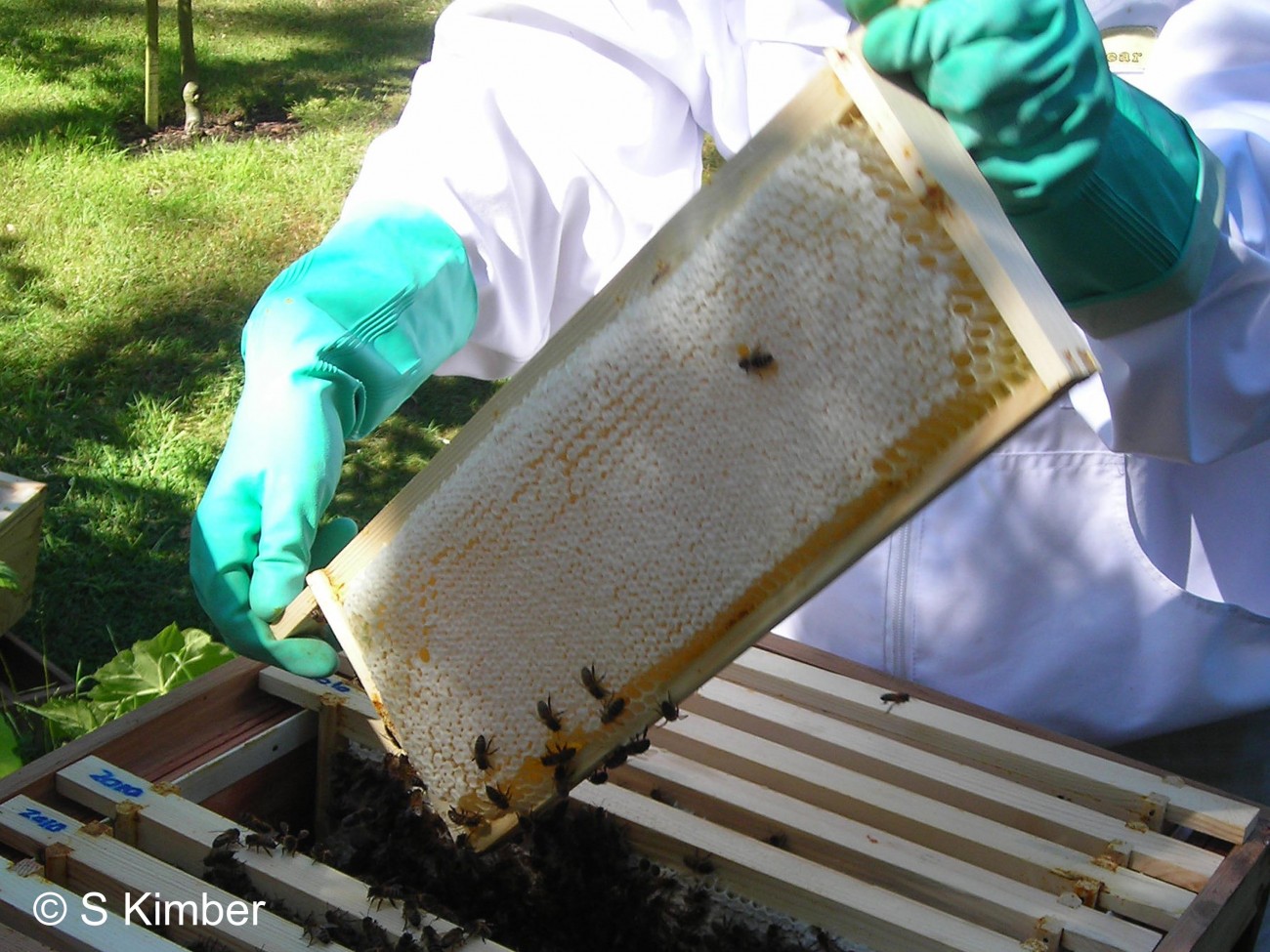 A near perfect frame of capped honey (June 2010).