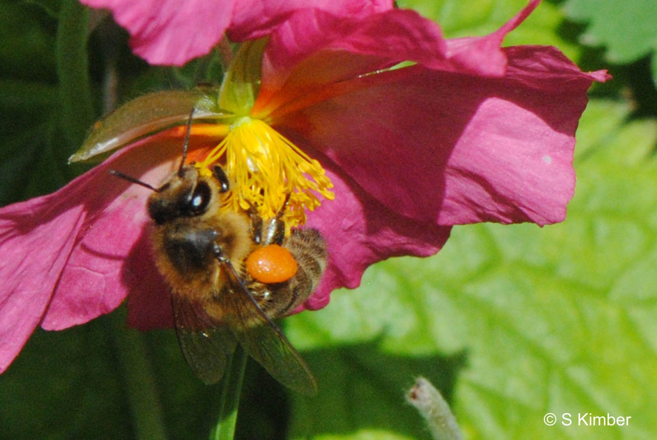 Collecting pollen from a rockrose (cistus) in May 2014.