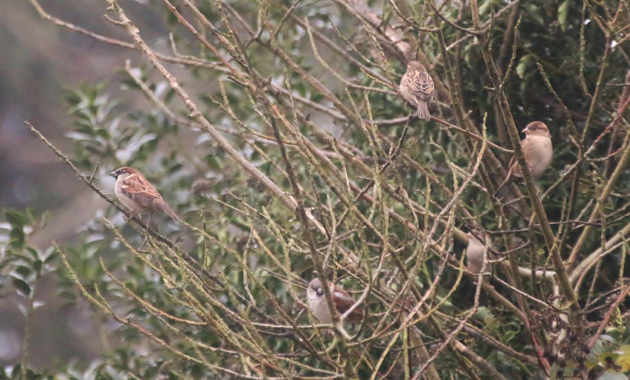 Healthy collection of house sparrows.