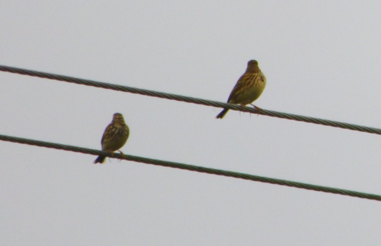 Meadow pipits on wires over fields around Rydes Hill.