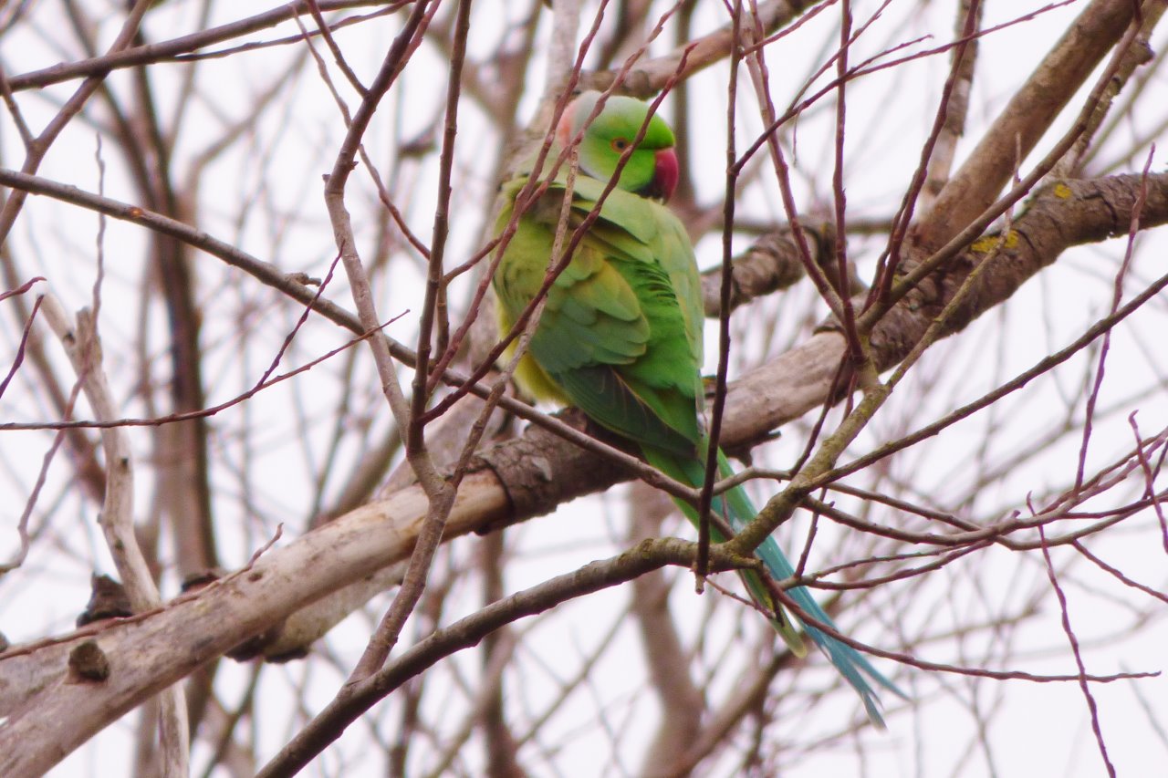 Ring necked parakeet.
