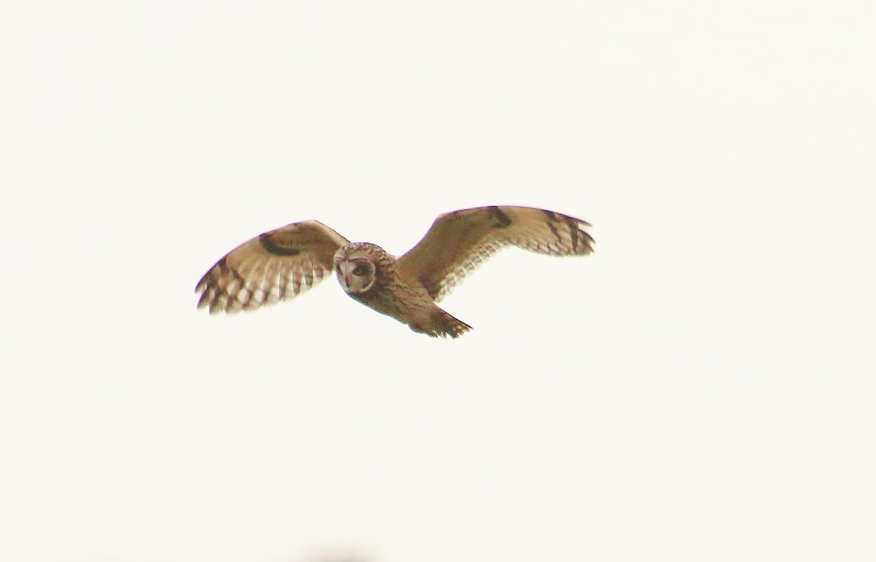 Short-eared owls prefer to be out in the open.