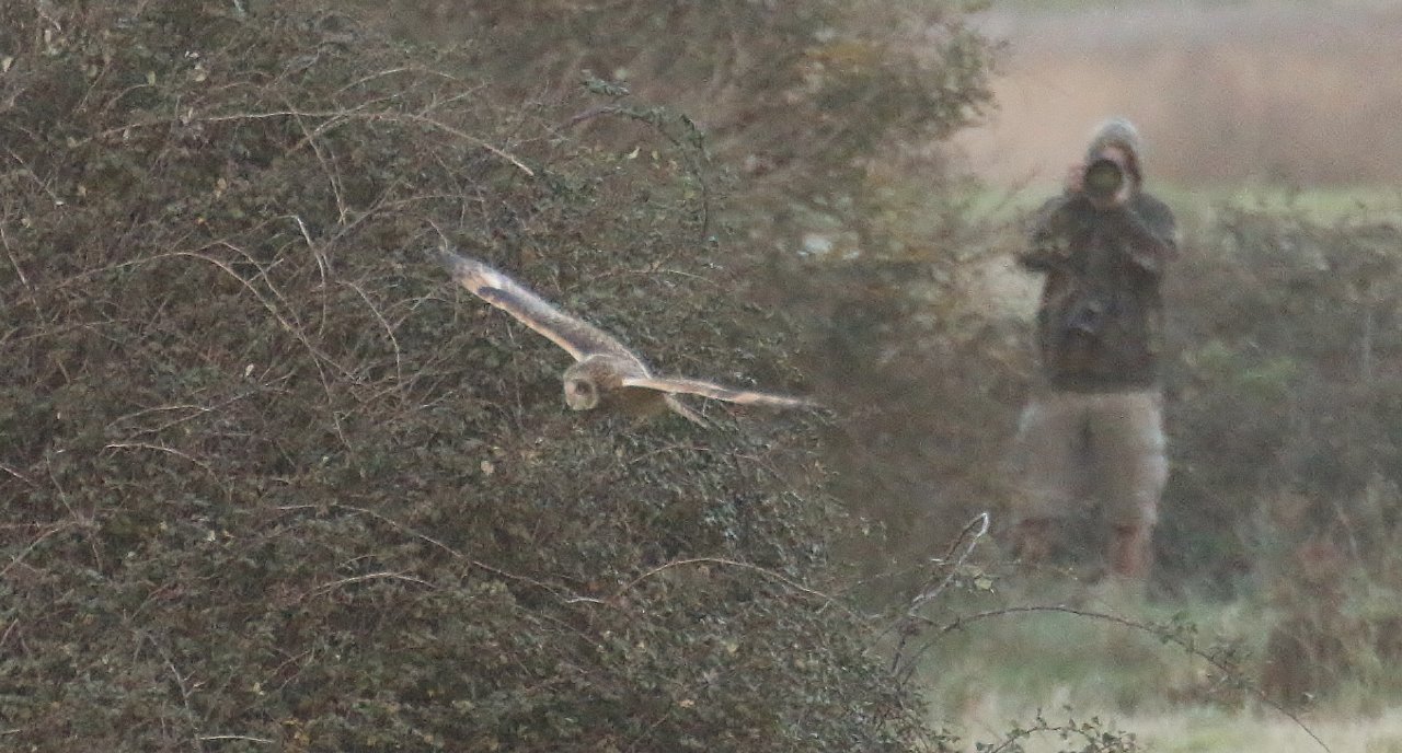 Short-eared owl at Farlington, certainly popular with the local paparazzi.