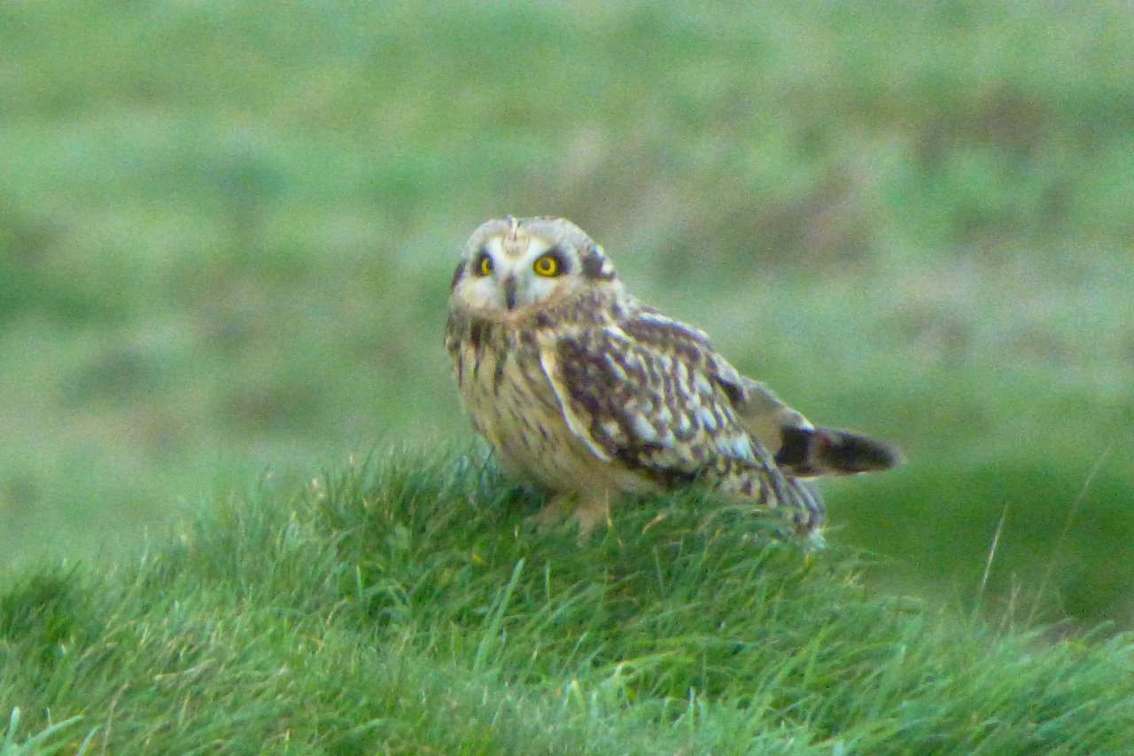 Short-eared owl takes a short rest at Farlington.