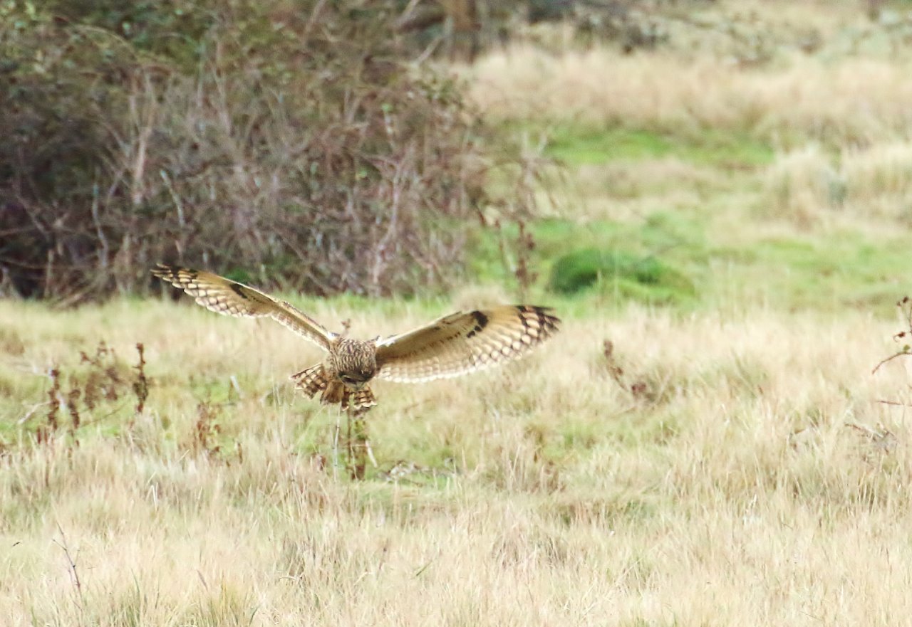When hunting for prey, short-eared owls circle and glide close to the ground.