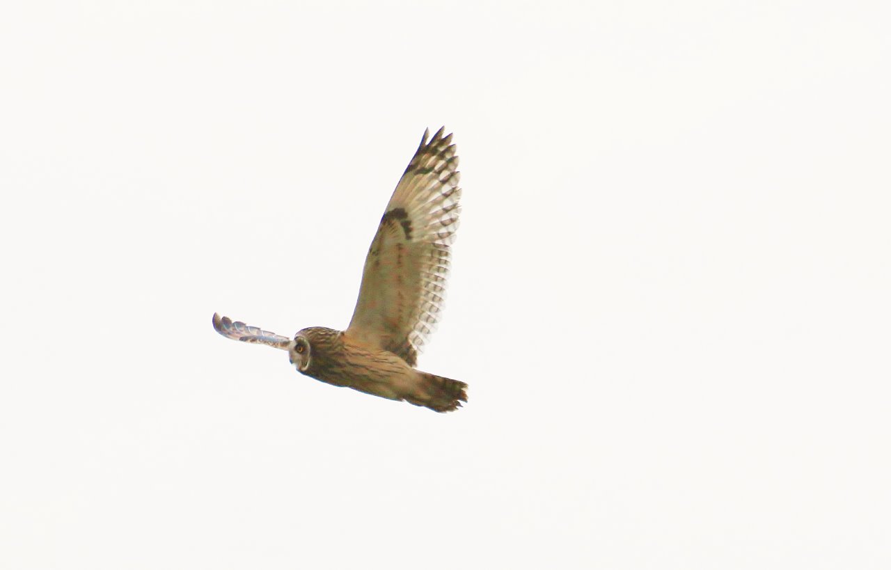 The short-eared owl is quite different from all other owl species.