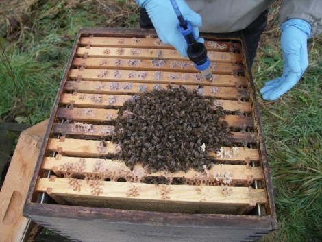 Beehive opened up revealing the cluster of bees