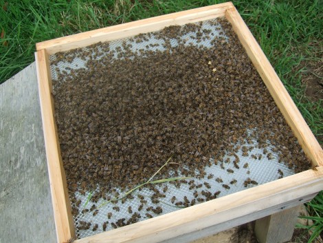 Dead bees on the hive floor - it happens very quickly when the colony runs out of food or they are too cold to move to access it.