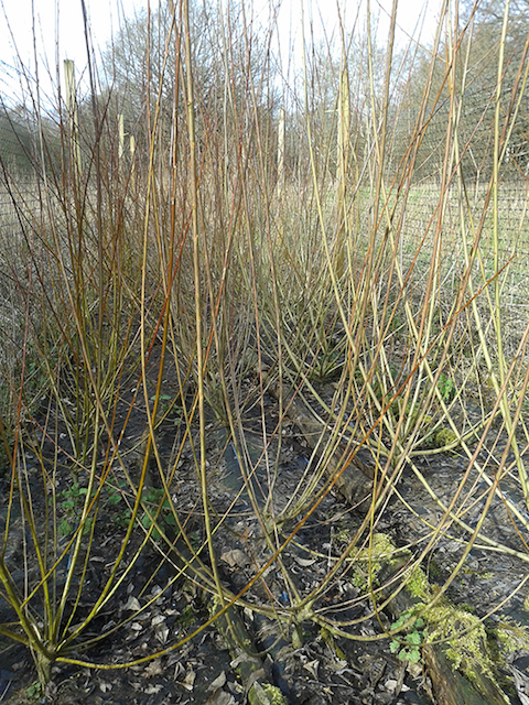 The osier bed in Hunt Nature Park at Shalford is producing copious amounts of willow whips.