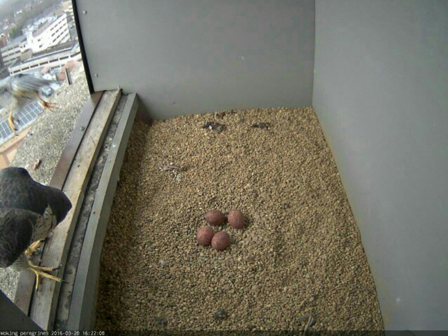 View from the webcam showing the eggs that have ben laid.