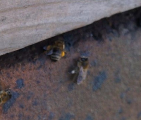 Allotment hive, pollen coming in