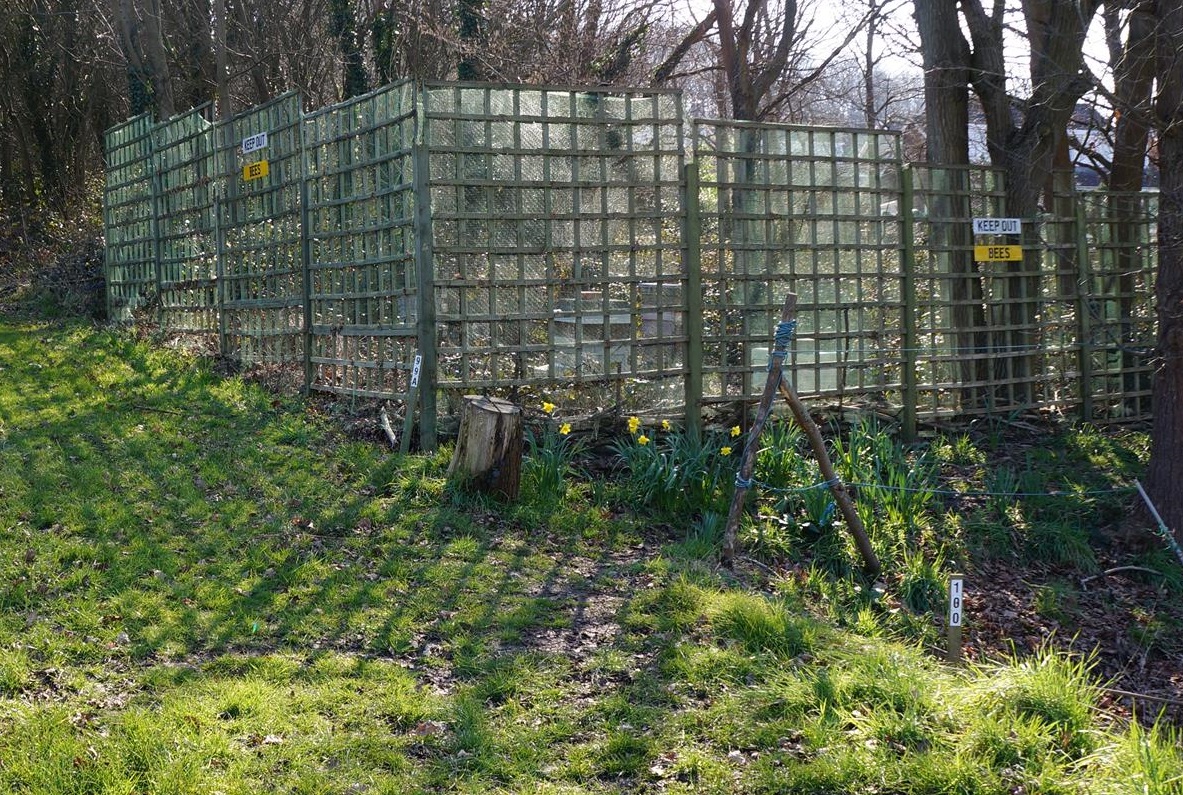 Allotment apiary site, set up with a screen