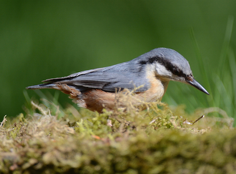 Nuthatches particularly enjoy eating peanuts from the bird feeders in Hunt Nature Park.