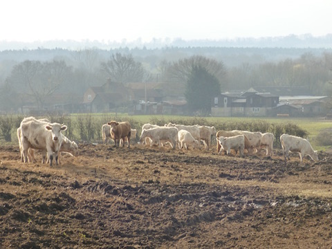 Beef cattle currently being raised at Russel Place Farm in Wood Street Village.
