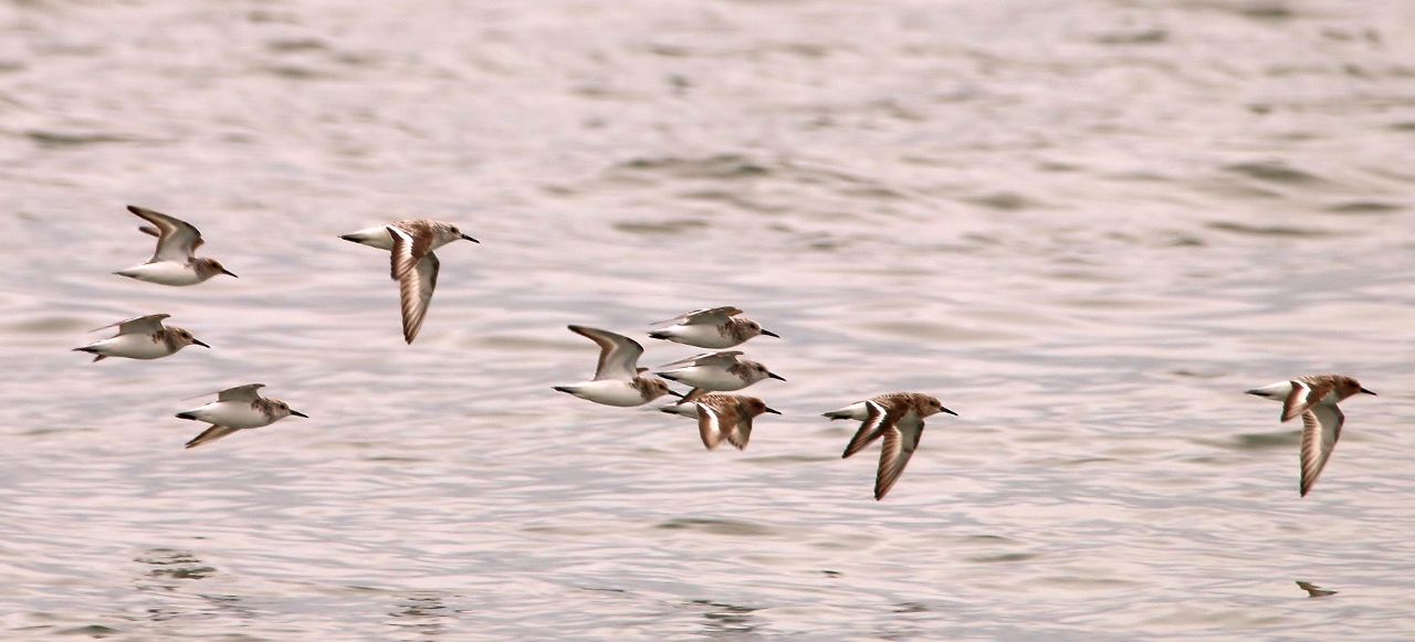 A small fling of dunlin fly close to the shoreline at Titchfield Haven.