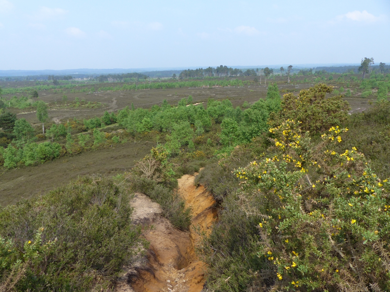 A view across Thursley Common from the high ground on its eastern side. 
