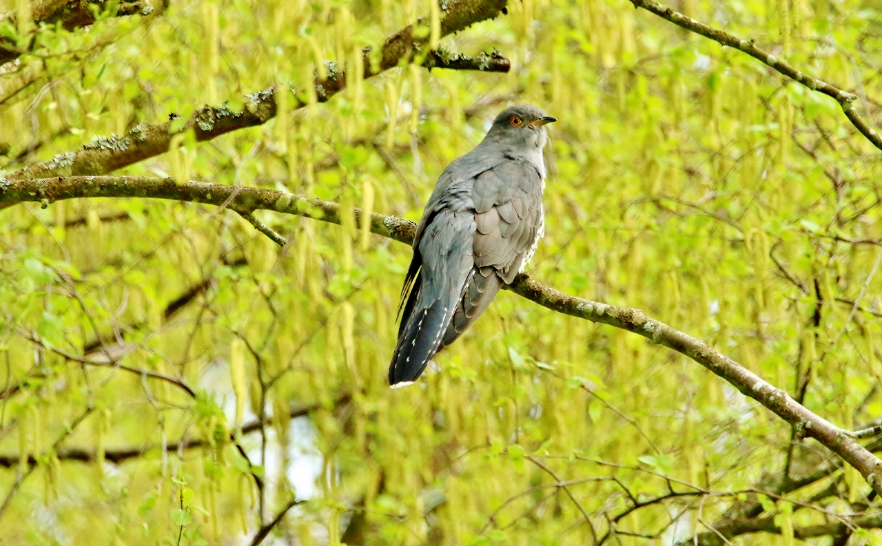Adult cuckoos move back to Africa as soon as the breeding season is over – as early as the second half of June in southern England.