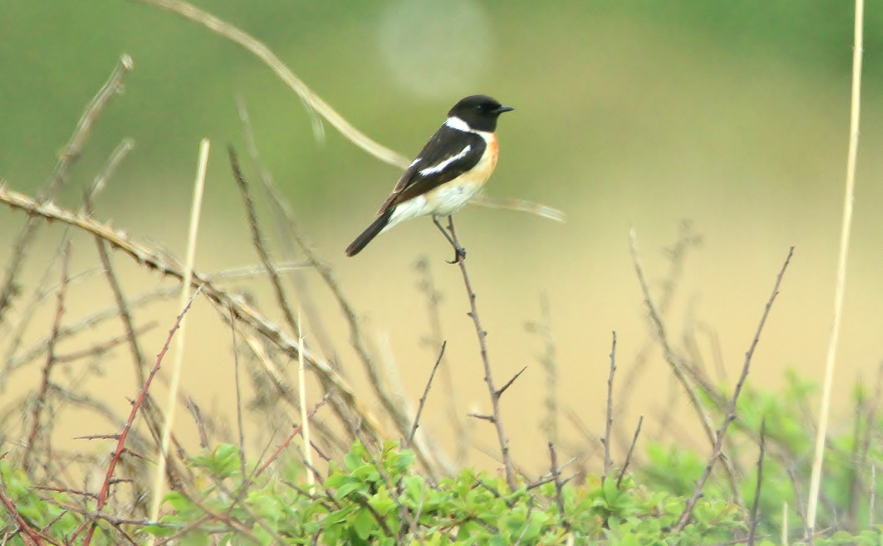 Caspian Stonechat as a split from Siberian Stonechat is a distinct possibility. Even the Siberian Stonechat may be split into Western Siberian based on recent mtDNA evidence.
