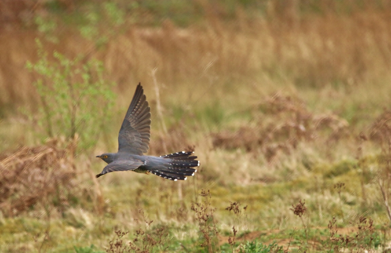 Cuckoo in flight on Parish field, Thursley Common.