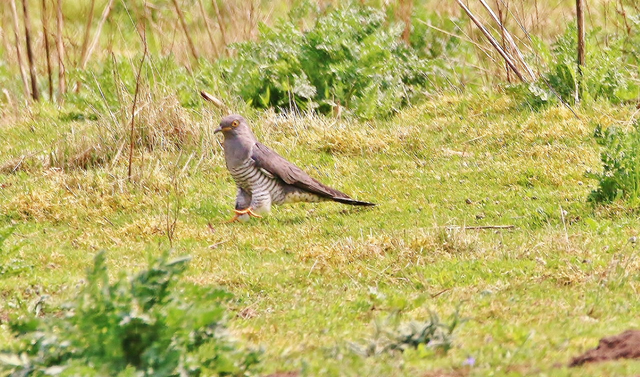Cuckoos feed on the ground, but they walk rather clumsily. They are one of the few British birds to relish hairy caterpillars.
