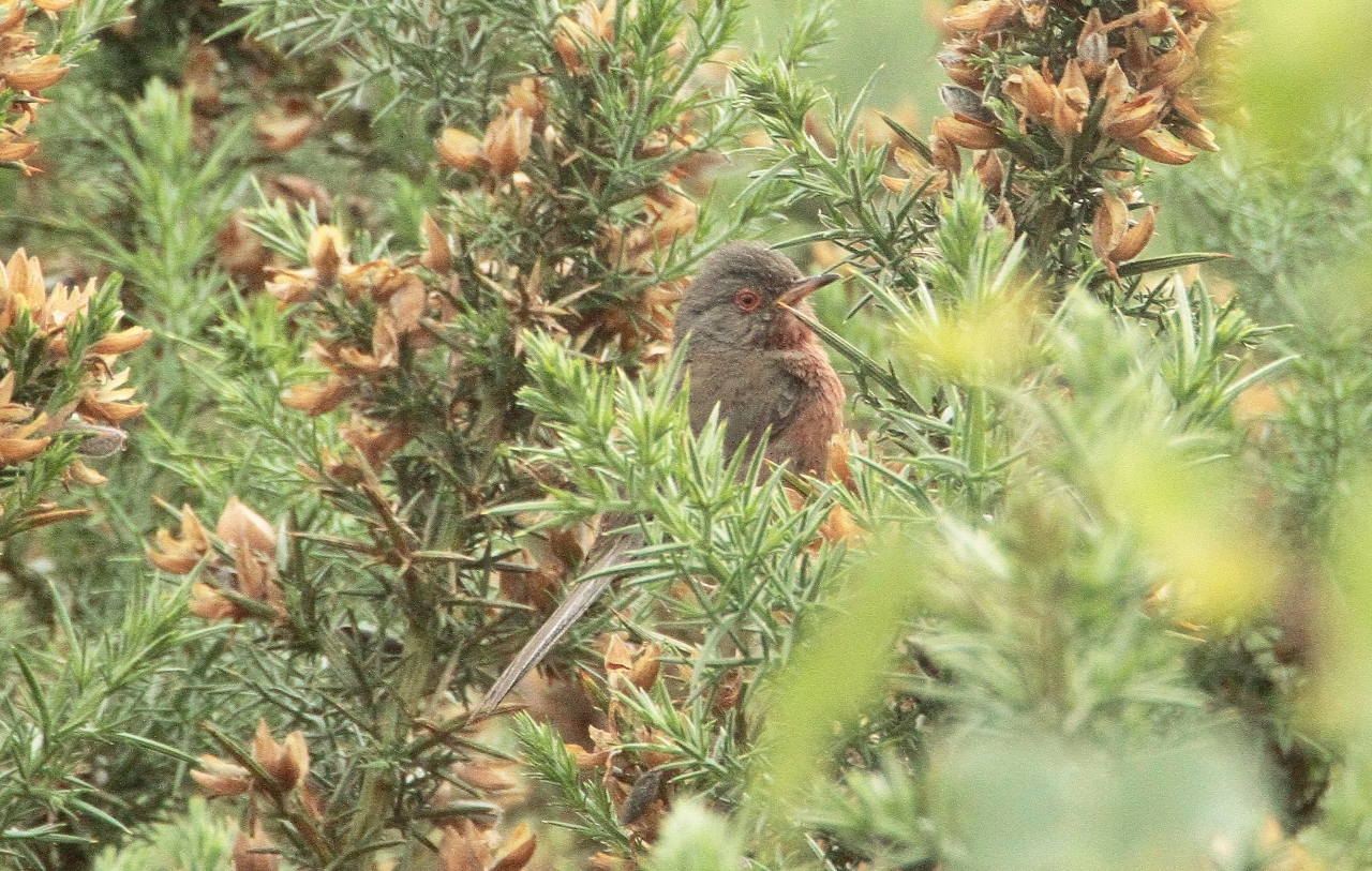 Dartford warbler secluded in a gorse bush.