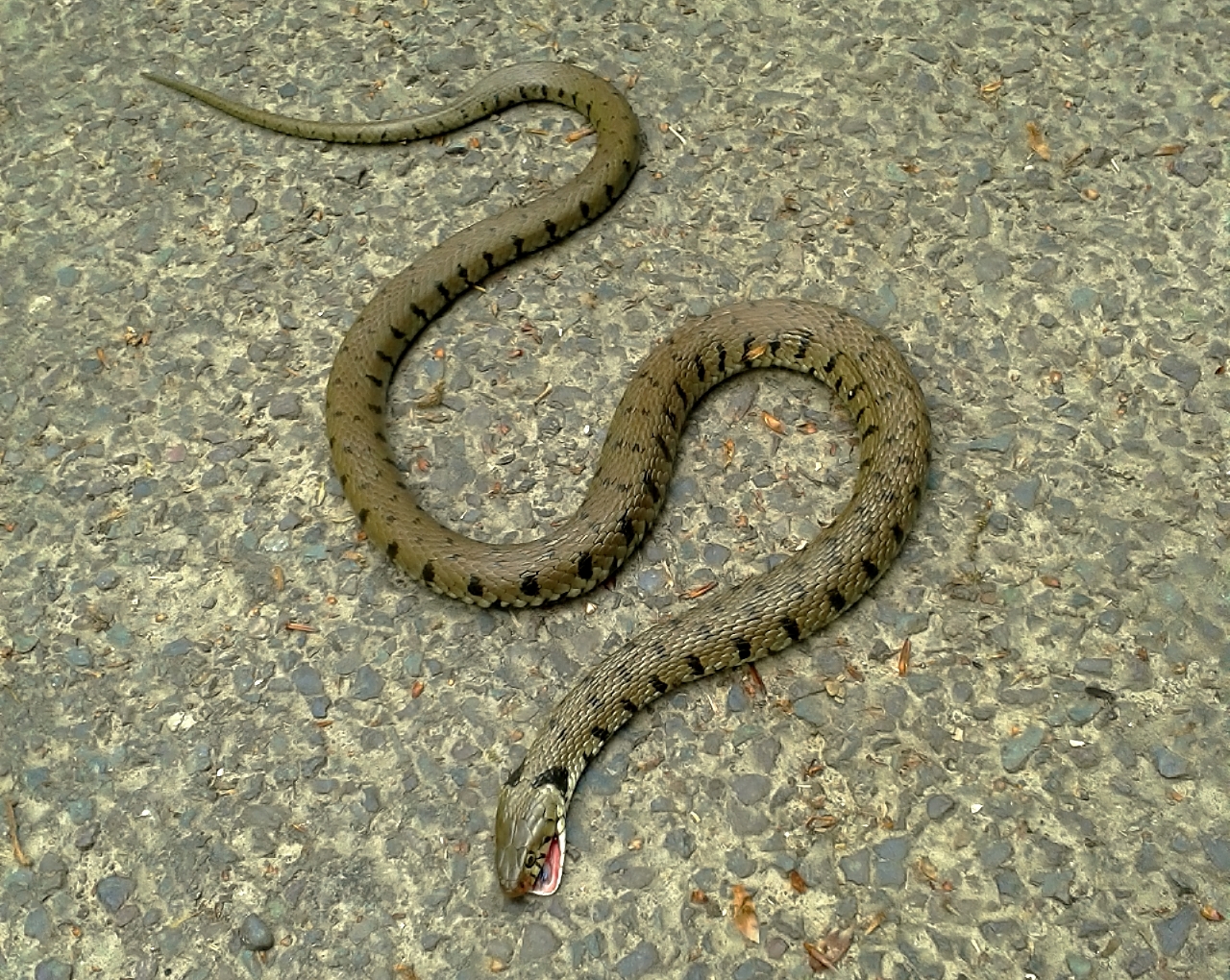 Grass snake, picture taken by my wife on her mobile phone.