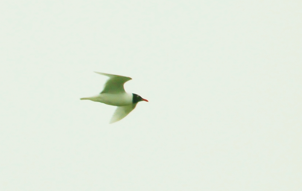 Med gull at Titchfield Haven.