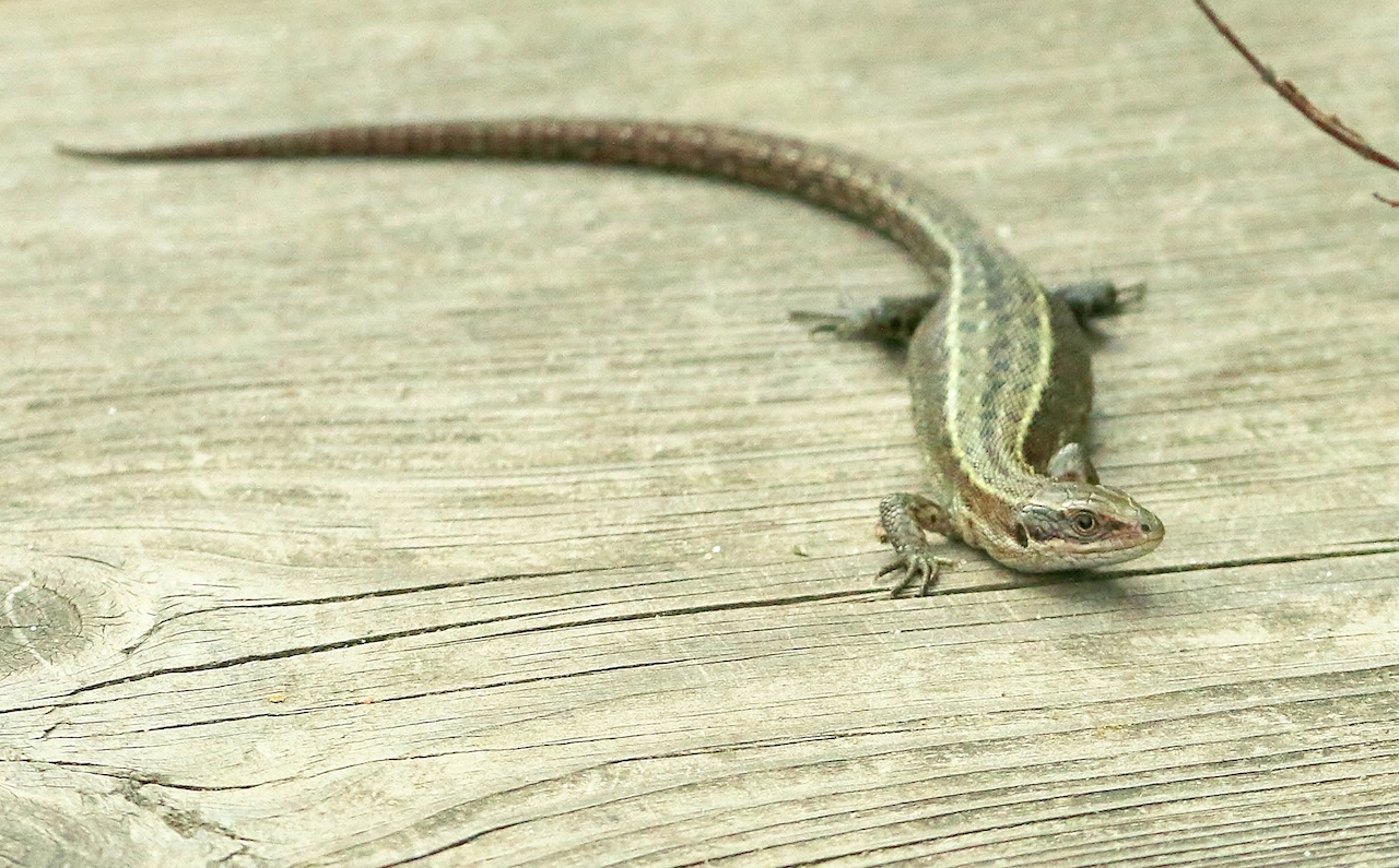 One of several lizards on boardwalk.