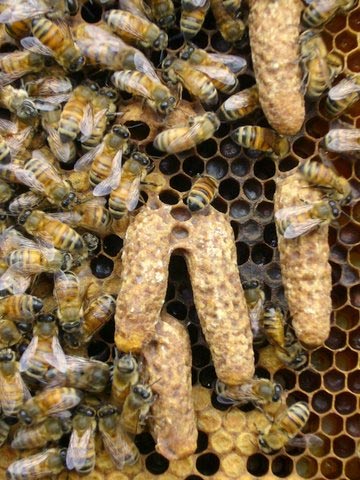 Queen cells, long, peanut shaped cylinders in which honey bee queens are being developed. Courtesy of The Scientific Beekeeper.
