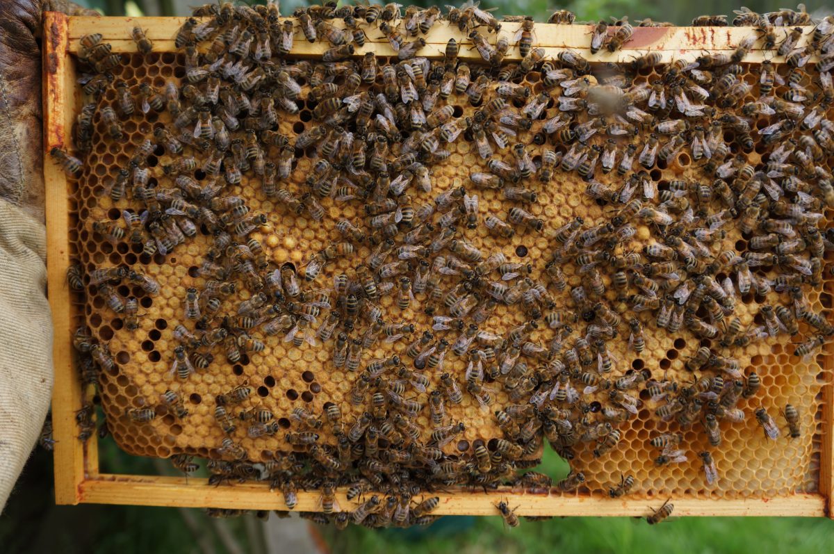 A healthy frame of brood laid by my new Buckfast queen. She is laying like a champion!