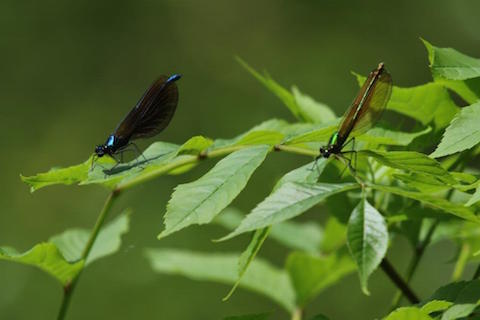 Demoiselle dragonflies snapped enjoying the sunshine in Hunt Nature Park.
