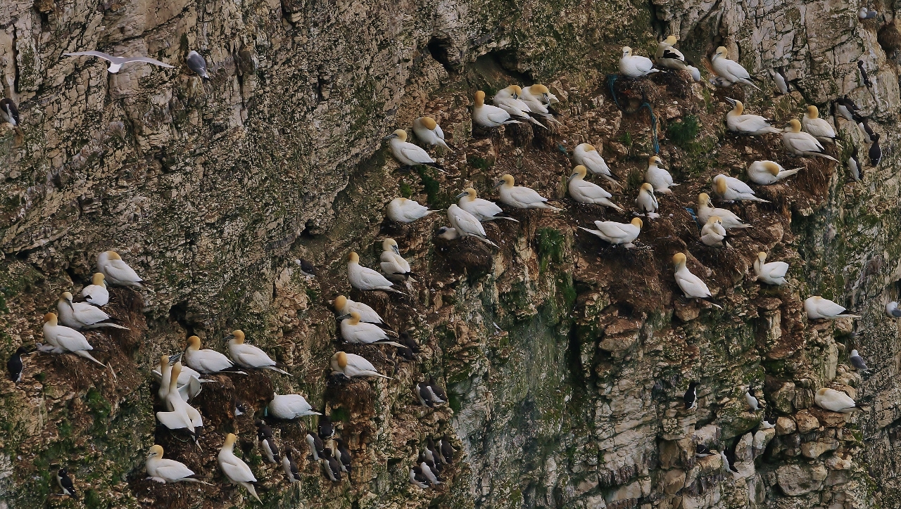 A colony of gannets nesting on the cliff face. (1280x724)