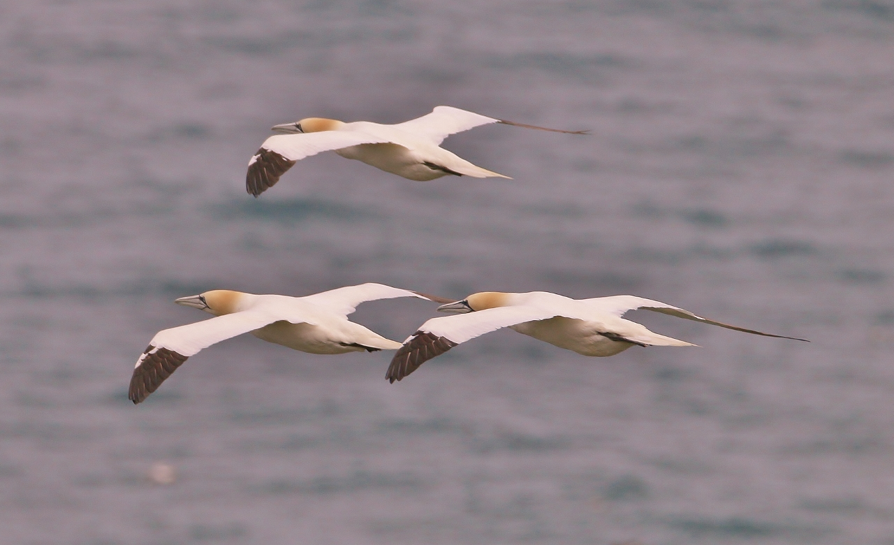 A small squadron of gannets drift by.