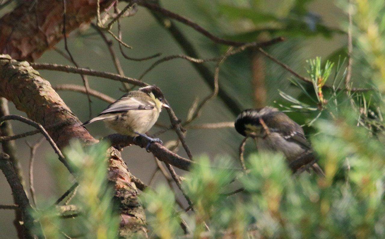 Adult coal tit with young.