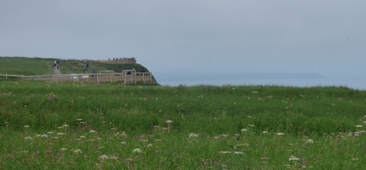 Bempton Cliffs, safely fenced off for family viewing.