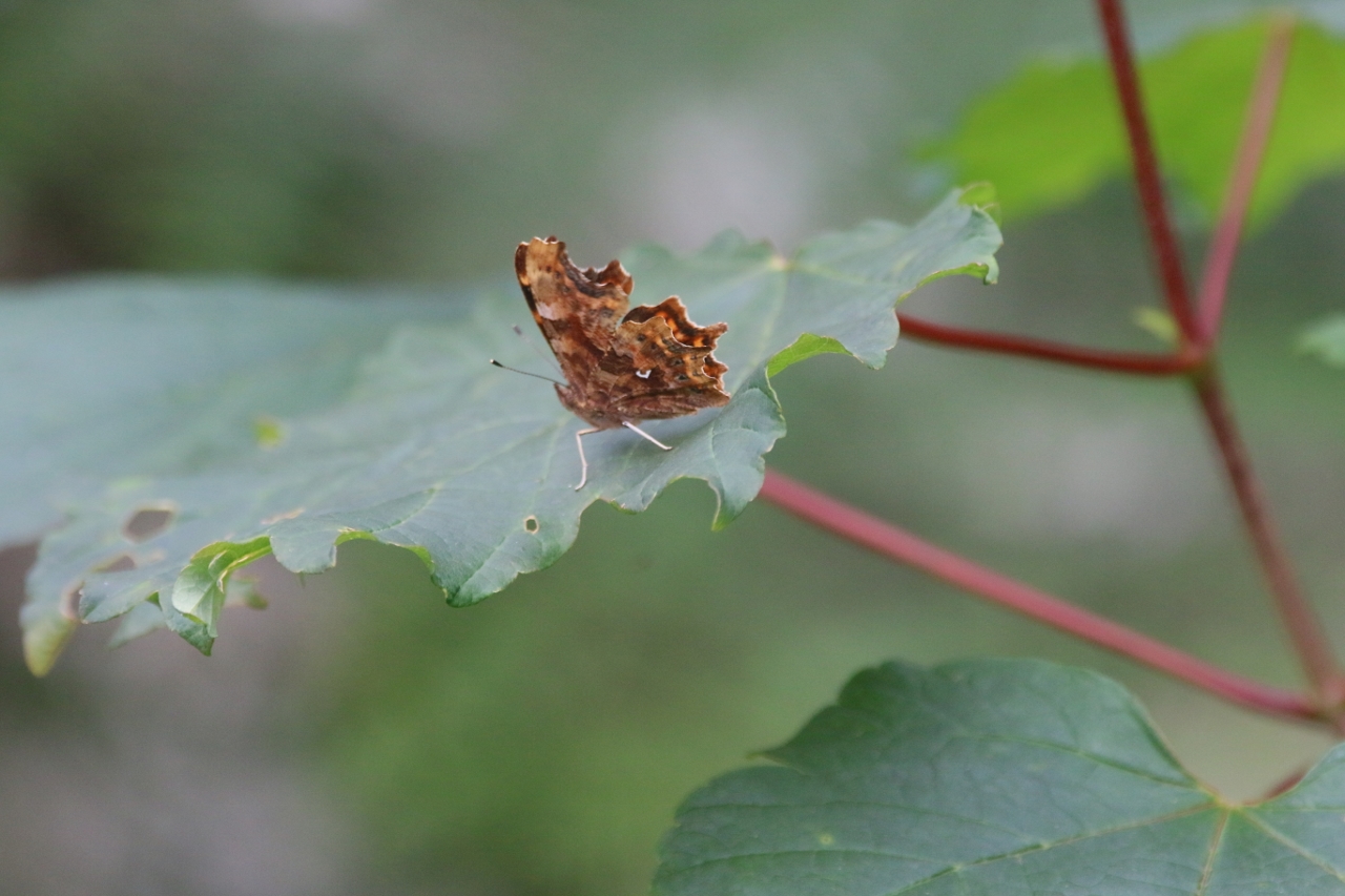 Comma, showing its small white 'C' shaped marking resembling a comma.