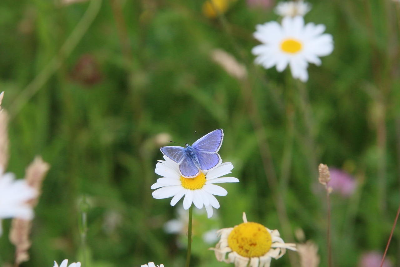 Common blue.