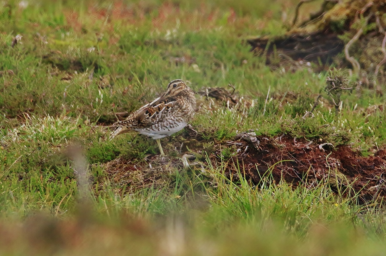 Common snipe on the moors.