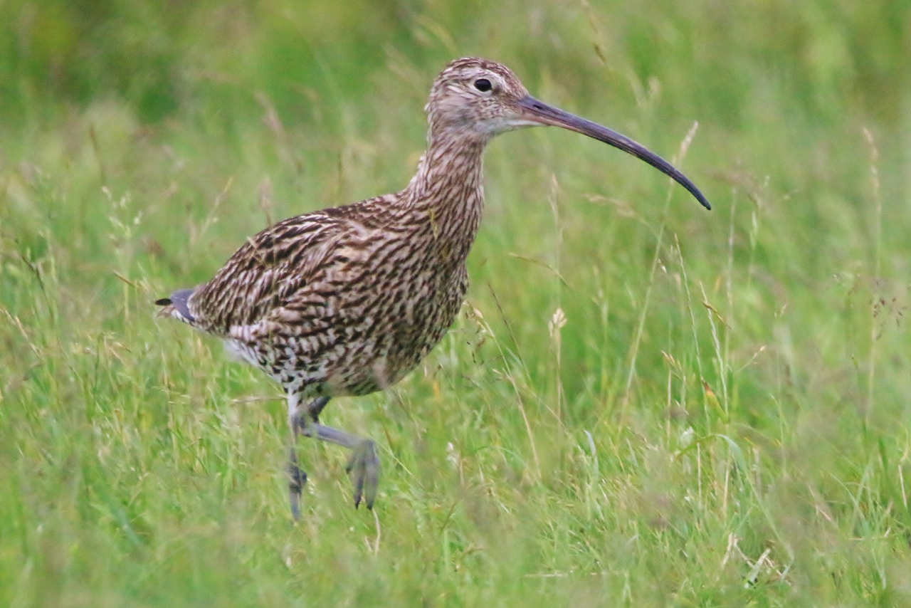 Curlew the moors.