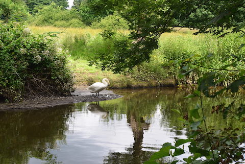 Swan beside the River Wey.