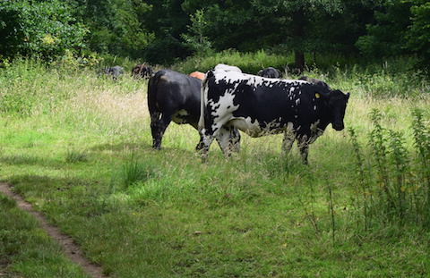 Cows near the footpath.