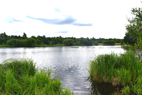The lake at the Riverside Park Nature Reserve.