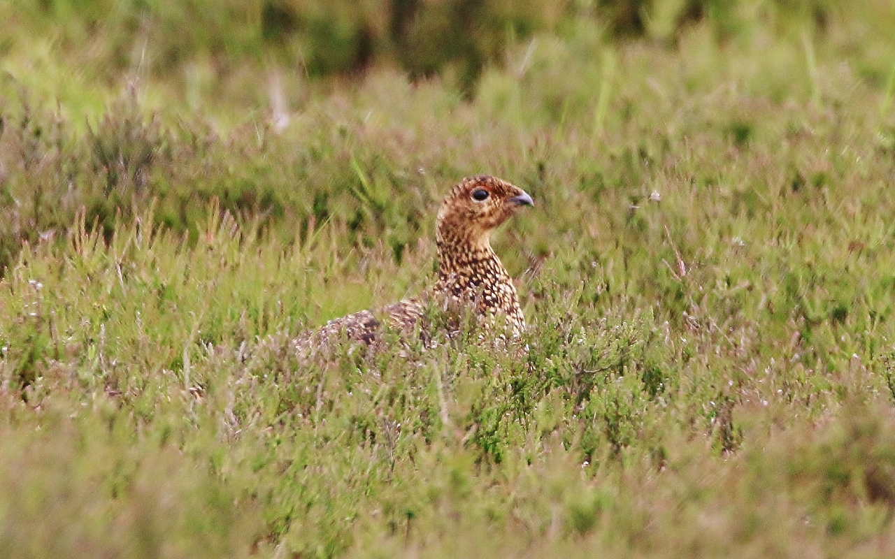 Female red grouse. 